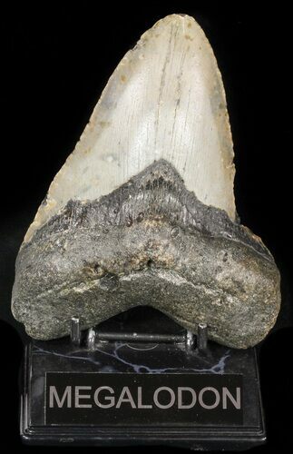 Large, Megalodon Tooth - North Carolina #47863
